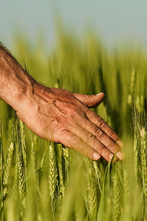 Negocios agropecuarios en las mejores manos